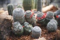Mammillaria Sp. Clump Have Seed Pod, Cactus In Garden Has A Brown Stone Around, Cacti, Succulent, Drought Tolerant Plant