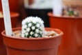 Mammillaria vetula or arizona snowcap Royalty Free Stock Photo