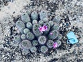 Mammillaria zeilmanniana also called Rose Pincushion Cactus