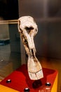 mammoth bone in museum