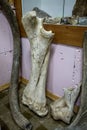 Mammoth bones