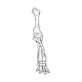 Mammoth or elephant fossilized leg hand drawn sketch image. Animal bones fossil image drawing. Vector stock silhouette