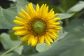 An Extreme Close Up for a Mammoth Grey Stripe Sunflower in Full Bloom