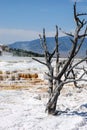 Mammoth hot spring terraces in Yellowstone National Park Royalty Free Stock Photo