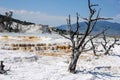 Mammoth hot spring terraces in Yellowstone National Park Royalty Free Stock Photo