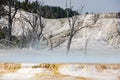 Mammoth hot spring terraces in Yellowstone National Park