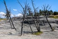 Mammoth hot spring terraces in Yellowstone National Park