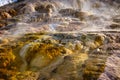 Mammoth Hot Springs with steamy terraces during winter snowy season in Yellowstone National Park, Wyoming