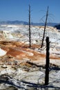 Mammoth hot springs in Yellowstone National Park Royalty Free Stock Photo
