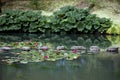 Mammoth Leaves (Gunnera) is a genus of the family gunneraceae. Royalty Free Stock Photo