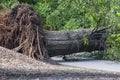 Mammoth old tree lays fallen in park after severe storm