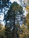 Mammoth pine on the island of Mainau. Made at Lake Constance