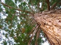 Mammoth pine tree from below. Royalty Free Stock Photo