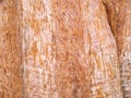 Mammoth pine tree trunk texture.