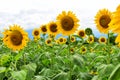 Mammoth Russian Sunflower