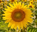 Mammoth russian sunflowers growing in a field or botanical garden on a bright day. Closeup of helianthus annuus with