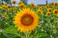 Mammoth russian sunflowers growing in a field or botanical garden on a bright day. Closeup of helianthus annuus with