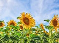 Mammoth russian sunflowers growing in a field or garden with a cloudy blue sky background. Closeup of beautiful tall