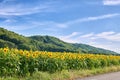 Mammoth russian yellow sunflowers growing in a field with a cloudy blue sky background and copy space. Tall helianthus