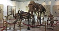A Mammoth Skeleton at GeoDecor Fossils & Minerals Royalty Free Stock Photo