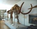 Mammoth skeleton Royalty Free Stock Photo