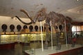 Mammoth skeleton at Y.A.Orlov paleontological museum