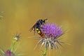 The Mammoth Solitary Wasp