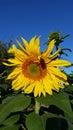 Mammoth sunflower