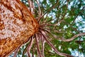 Mammoth tree with many branches skyward Royalty Free Stock Photo