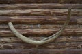 Mammoth tusk