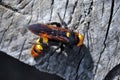 Mammoth wasp, Megascolia maculata close up macro detail sitting on wooden background