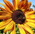 Mammoth sunflower with bee in the middle