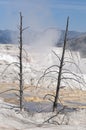 Mammouth hot springs