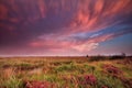 Mammut clouds over swamp during dramatic sunset Royalty Free Stock Photo