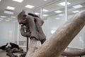 Mamooth `Kika` exposed in museum of Kikinda city in Vojvodina region Serbia Royalty Free Stock Photo