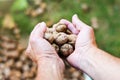 Man adding walnuts into the basket Royalty Free Stock Photo