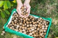 Man adding walnuts into the basket Royalty Free Stock Photo