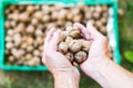 Man adding walnuts into the basket Royalty Free Stock Photo