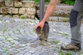 man affectionately strokes young cat of tabby color, concept of survival of maintenance of four-legged pets, abandoned animals in