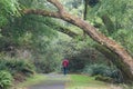 Man alone, strolls down a path. Royalty Free Stock Photo