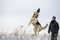 Man and Alsatian dog Royalty Free Stock Photo