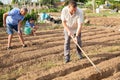 Man amateur gardener hoeing soil in vegetable bed in summertime Royalty Free Stock Photo