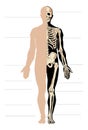 Man anatomy