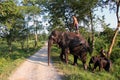 Man and Animal. Master and servant. Elephant with man.