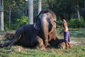 Man and animal. Master and servant. Elephant with man.