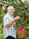 Man in apple garden. Royalty Free Stock Photo
