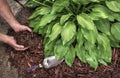 Man applying brown mulch, bark, around green healthy hosta plants in residential garden