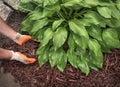 Man applying brown mulch, bark, around green healthy hosta plants in residential garden