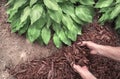 Man applying brown mulch, bark, around green healthy hosta plants in residential garden