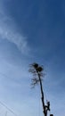 Man arborist cutting tree in summer sunny day Royalty Free Stock Photo